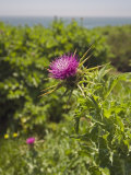 Bull Thistle (Cirsium Vulgare) in North American the Bull Thistle Is Considered an Invasive Weed