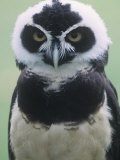 Spectacled Owl Head  Pulsatrix Perspicillata  Central and South America