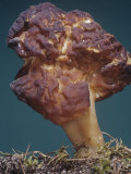 False Morel or Beefsteak Mushroom  Gyromitra Esculenta  Ascomycetes  North America
