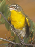 Yellow-Breasted Chat (Icteria Virens)  North America