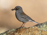 A Yellow-Eyed Junco (Junco Phaeonotus) with Insects in its Bill  Arizona  USA