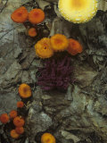 Mushroom Variety Growing in Leaf Litter on a Hardwood Forest Floor  North America
