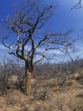 Elephant Tree (Bursera Microphylla)  Baja California  Mexico