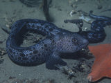 Juvenile Wolf Eel  Anarrhichthys Ocellatus  California  USA