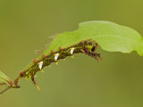 Moth Caterpillar Third Instar Eating a Leaf (Adeloneivaia Jason) Ecuador