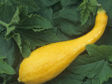 Yellow Crookneck Summer Squash