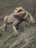 Bearded Dragon  Pogona Barbata  Formerly Amphibolurus Barbatus  Threat Display  Australia