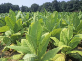 Tobacco Plants in a Farm Field (Nicotiana Tabacum)  USA
