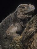 Rhinoceros Iguana  Cyclura Cornuta  an Endangered Species  Haiti and Puerto Rico