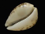 Toothed Aperture of an Adult Tiger Cowry (Cypraea Tigris)  Indo-Pacific Ocean