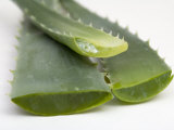 Close Up of Aloe Vera Plant