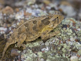 Texas Horned Lizard