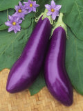 Eggplant  Neon
