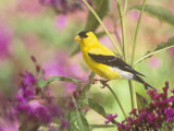 Male American Goldfinch (Carduelis Tristis) on Ironweed (Veronia) North America
