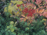 Fall Leaves and Berries of the Mountain Ash  Sorbus Sitchensis  North America