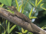 Leaf-Tailed Gecko  Uroplatus Henkeli  Madagascar  Showing Protective or Cryptic Coloration