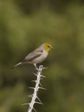 Verdin