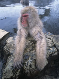 Snow Monkey Sitting Near a Hot Spring (Macaca Fuscata)  Japan  Asia