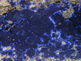 Velvet Blue Spread Mushroom (Pulcherricium Caeruleum)  North America