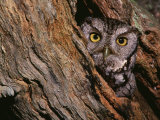 Eastern Screech Owl  Otus Asio  North America