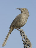 Curve-Billed Thrasher (Toxostoma Curvirostre) on a Cholla Cactus Skeleton  Arizona  USA