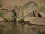 Desert Cottontail