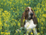 Basset Hound Sitting in a Field of Wild Mustard