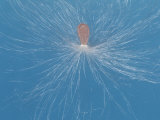 Butterfly Weed Milkweed Seed  Ascepias Tuberosa  Being Dispersed by the Wind  Eastern USA