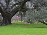 Large Live Oak with Draping Spanish Moss  Magnolia Plantation  Charleston  South Carolina  USA
