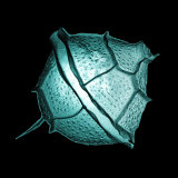 dinoflagellate pictures