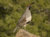 Gambel's Quail Male (Callipepla Gambelii) on a Rock  Sonoran Desert  Arizona  USA