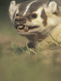 American Badger  Taxidea Taxus  Snarling When Disturbed While Digging its Burrow  North America