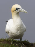 Northern Gannet (Morus Bassanus)  North America