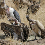 Ruppell's Griffon Vulture (Gyps Rueppellii) and Marabou Stork (Leptoptilos Crumeniferus