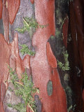 Pacific Yew Tree  Taxus Brevifolia  Close-Up of Bark  Taxus Brevifolia