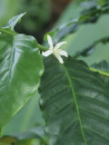 Coffee Flower and Leaves