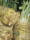 Celeriac  Celery Root (Apium Graveolens Var Rapaceum) Native to Western  Southern Europe