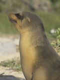 Galapagos Sea Lion Head (Zalophus Californianus)  North Seymour Island  Galapagos Islands