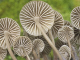 Mycena Mushroom Gills  Mycena Galericulata  Central USA