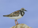 Ruddy Turnstone  Arenaria Interpres  on a Shore Rock North America