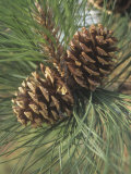 Mature Female or Seed Cones and Needles of the Ponderosa Pine  Pinus Ponderosa  Western USA
