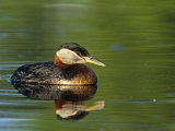Red-Necked Grebe Swimming  Podiceps Grisegena  North America