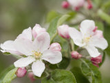 Apple Blossoms and Buds in the Spring