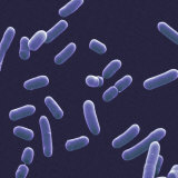 Haemophilus Influenzae