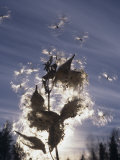 Milkweed Seeds Dispersed by Wind