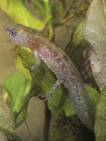 Marbled Salamander Larva with External Gills  Ambystoma Opacum  Eastern North America