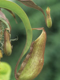 Pitcher Plant  Nepenthes Ventricosa