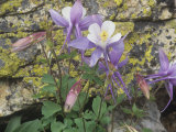 Blue Columbine  Aquilegia Coerulea  Colorado  Usa State Flower