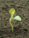 Germination of a Pea Seedling (Pisum Sativum)