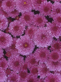 Pink Garden Chrysanthemums